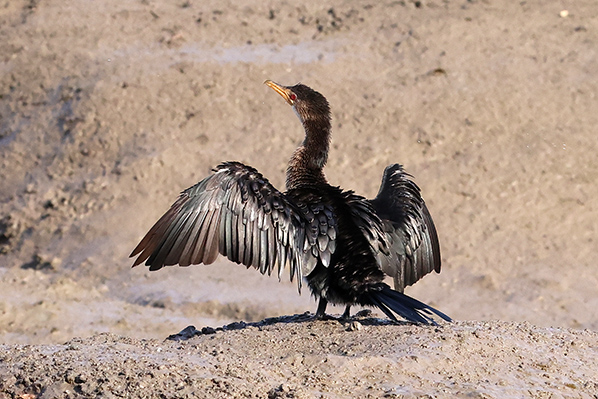 Long-tailed Cormorant